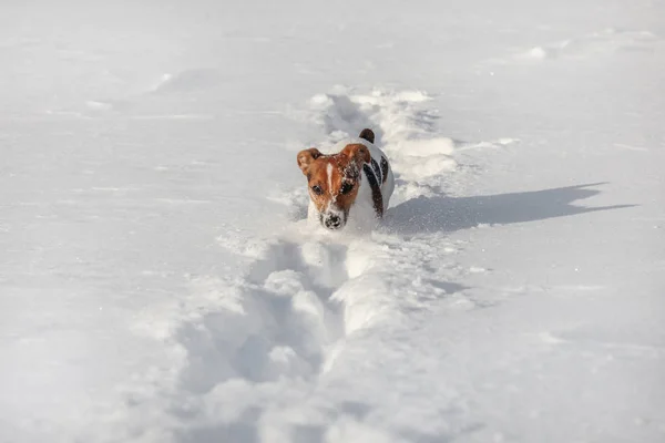 Small Jack Russell terrier running through deep snow, her face c — Stock Photo, Image