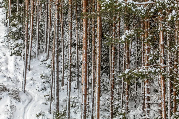 Troncos de coníferas delgadas cubiertas de nieve en invierno . — Foto de Stock