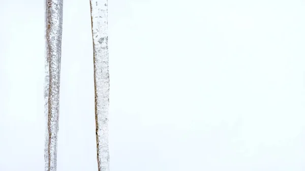 Two icicles hanging from roof, overcast sky in background, wide — Stock Photo, Image