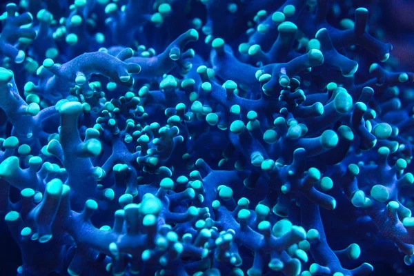 Underwater photo, close up of blue coral with tentacles emitting — Stock Photo, Image