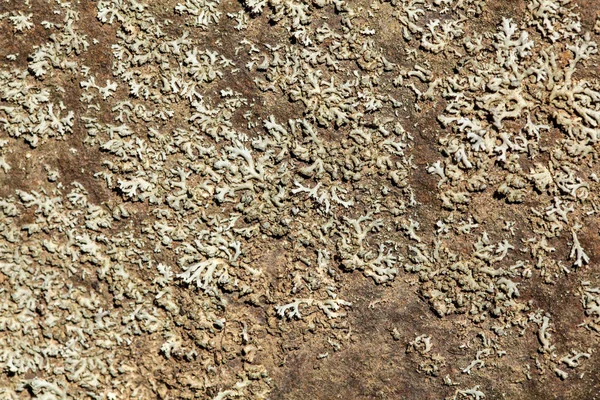Lichen rostoucí na ploché skále, abstraktní organické pozadí — Stock fotografie