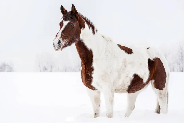 Kışın Ayakta Duran Kahverengi Beyaz Yerde Oynamaktan Karla Kaplı Yüzü — Stok fotoğraf