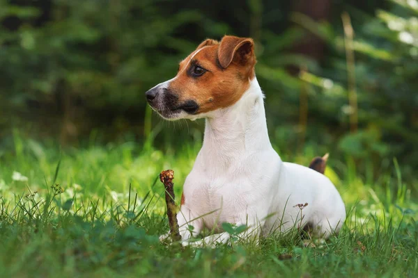 Kleine boer Russell terrier liggen op groen gras weide, op zoek naar opzij, met kleine houten stok met haar poten — Stockfoto