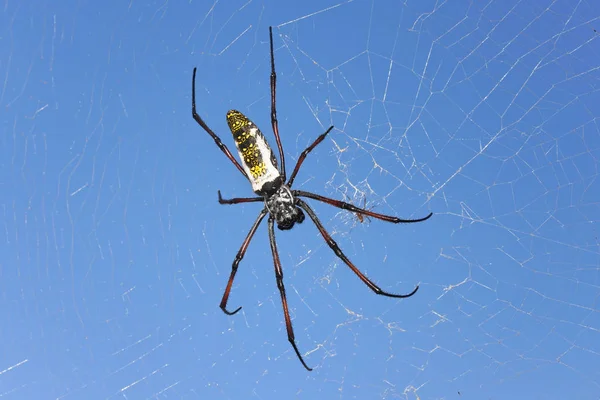 Κόκκινο πόδι χρυσή σφαίρα υφαντή αράχνη θηλυκό - Nephila inaurata madagascariensis, στηρίζεται στο δίχτυ της, μπλε του ουρανού στο παρασκήνιο — Φωτογραφία Αρχείου