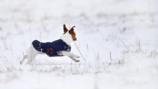 Small Jack Russell terrier wearing dark blue winter coat running on snow covered meadow, view from side — Stock Photo, Image