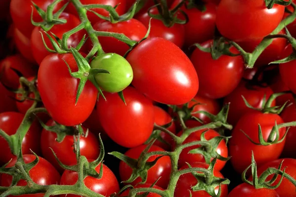 Montón de tomates rojos cereza con una fruta verde inmadura — Foto de Stock