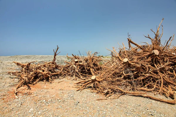 Pile Small Bushes Tree Roots Laying Dry Ground Pre Burned — Stock Photo, Image