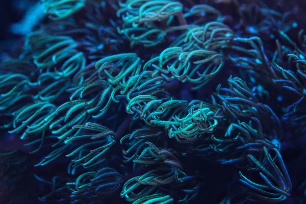 Foto Submarina Coral Bajo Luz Tentáculos Que Emiten Azul Cian —  Fotos de Stock