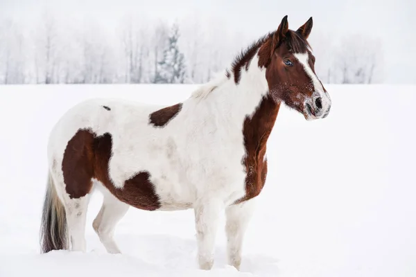 Braunes Und Weißes Pferd Schnee Winterlandschaft Mit Verschwommenen Bäumen Hinter — Stockfoto