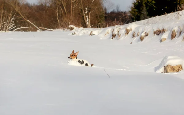 Jack Russell Teriér Běží Hlubokém Sněhu — Stock fotografie