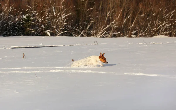 Kleine Jack Russell Terriër Loopt Diepe Sneeuw — Stockfoto