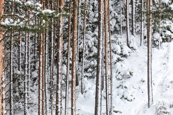 Árboles Coníferas Finas Invierno Detalle Troncos Cubiertos Nieve — Foto de Stock