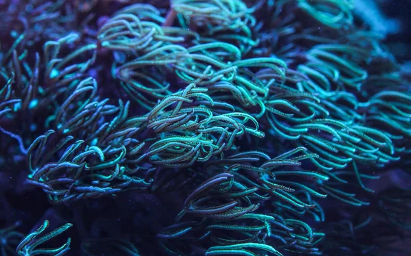 Foto Submarina Coral Con Tentáculos Que Emiten Azul Bajo Luz — Foto de Stock