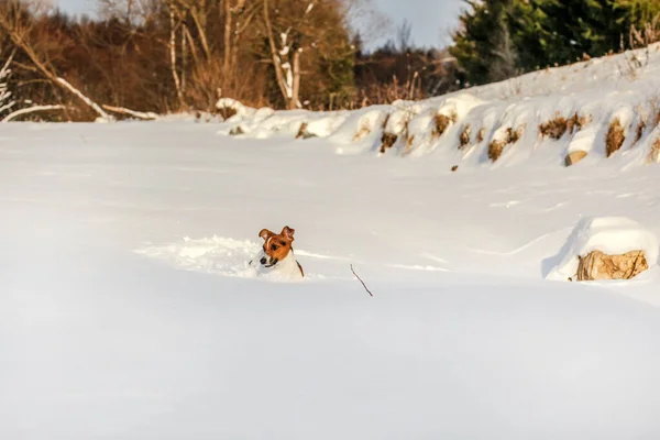 Small Jack Russell Terrier Playing Deep Snow — Stock Photo, Image