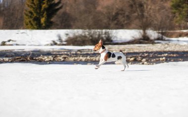 Küçük Jack Russell teriyeri nehirden karla koşuyor, güneş onun üzerinde parlıyor..
