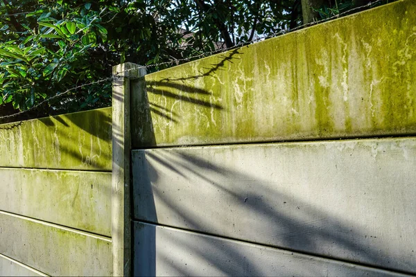 Morning Sun Shines Fence Made Out Concrete Plates Green Rain — Stock Photo, Image