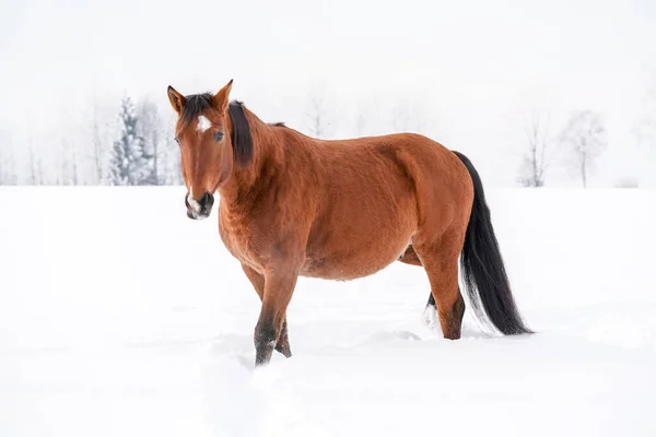 Cavalo Castanho Neve Campo Árvores Borradas Atrás Dela — Fotografia de Stock