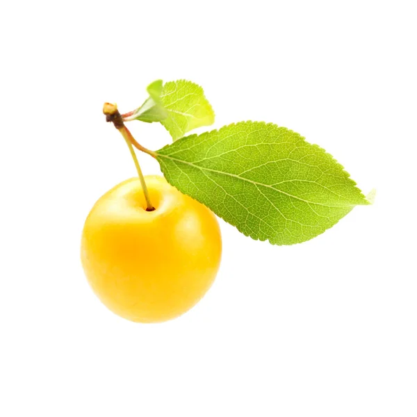 Ciruela Mirabele Amarilla Única Prunus Domestica Syriaca Con Hoja Verde —  Fotos de Stock
