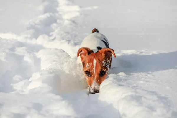 Small Jack Russell Terrier Wading Deep Snow Ice Crystals Her — Stock Photo, Image