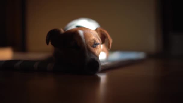 Mały Jack Russell Terrier Leżący Podłodze Senny Zamkniętymi Oczami Otwiera — Wideo stockowe