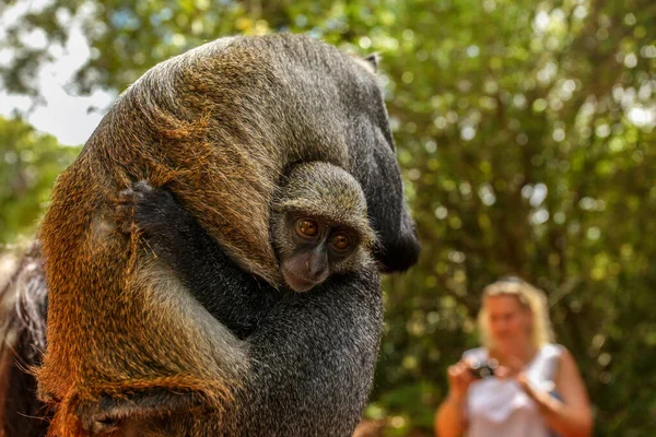 Macaco Samango Bebê Sykes Cercopithecus Albogularis Segura Sua Mãe Que — Fotografia de Stock