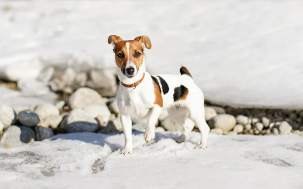 Pequeno Jack Russell Terrier Sobre Neve Uma Perna Para Cima — Fotografia de Stock