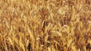 Şiddetli rüzgarda hareket eden buğday tarlaları.
