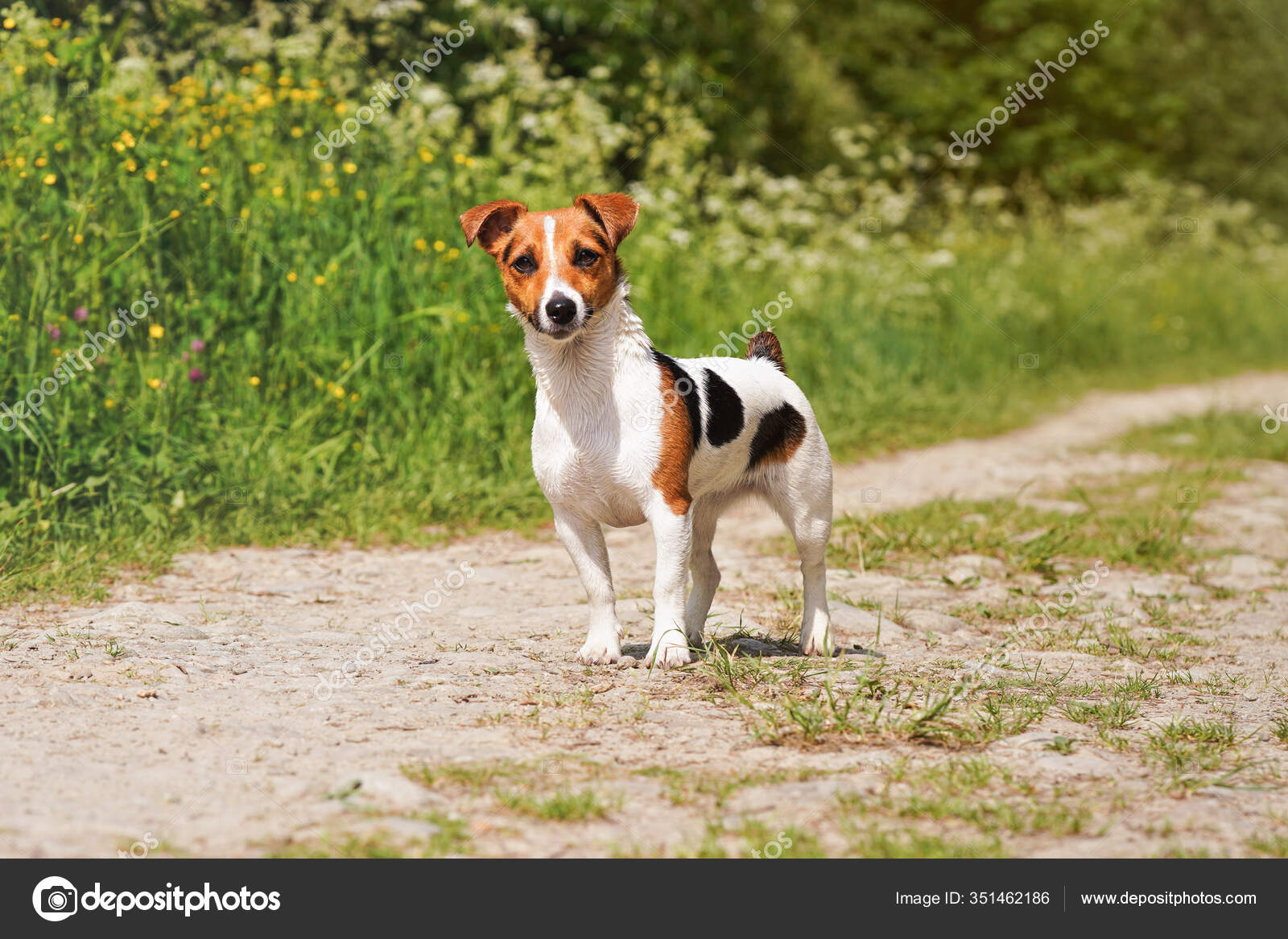 small jack russell terrier