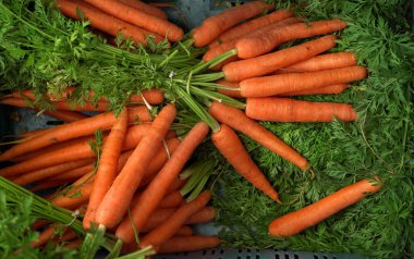 Yiyecek pazarında sergilenen yeşil yapraklı turuncu havuç kökü yığını, yukarıdan yakından çekilmiş detaylar.