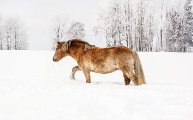 Açık kahverengi at kış tarlasında karda yürüyor, arka planda ağaçlar, yandan çekilmiş fotoğraf.