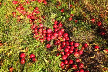 Sonbahar güneşi, vahşi ağaçtan çimenlere düşen parlak kırmızı elmaların üzerinde parlar.