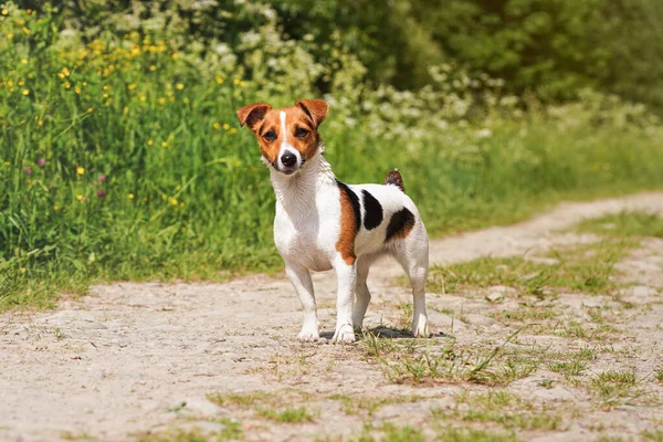 Piccolo Jack Russell Terrier Piedi Sulla Strada Della Polvere Campagna — Foto Stock