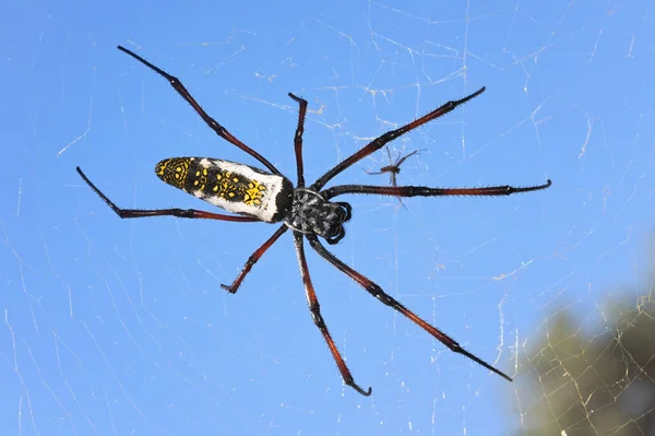 Краснононогая Золотистая Шаровая Ткачиха Паучиха Nephila Inaurata Madagascariensis Отдыхающая Своем — стоковое фото