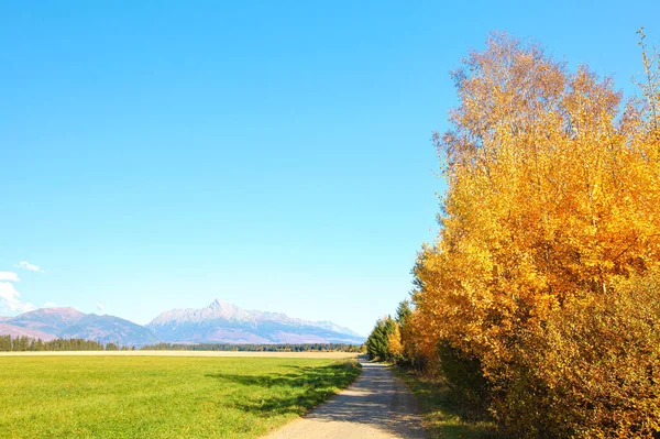 Route Campagne Avec Champ Vert Côté Arbres Jaunes Couleur Automne — Photo