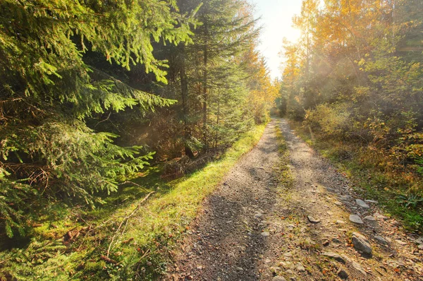 Dust Rock Forest Road Autumn Coloured Trees Both Sides Sun — Stock Photo, Image