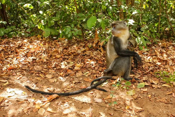 Мавпа Саманго Cercopithecus Albogularis Тримається Матір Стоїть Землі Ґеде Ватаму — стокове фото