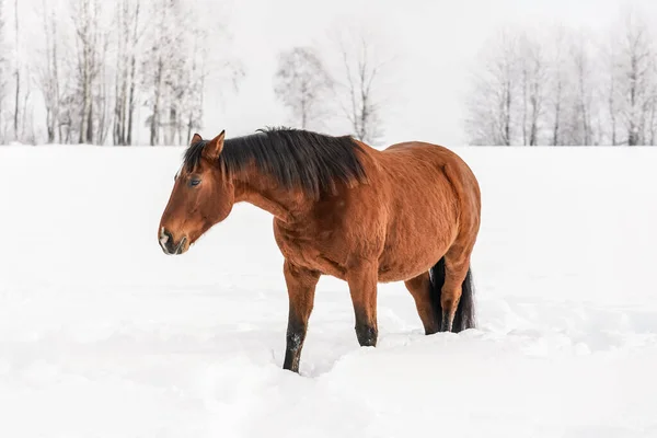 Braune Pferde Spazieren Auf Schneebedecktem Feld Bäume Hintergrund — Stockfoto