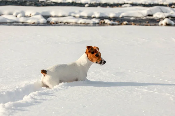 Small Jack Russell Terrier Wading Deep Snow River Ice Crystals — Stock Photo, Image