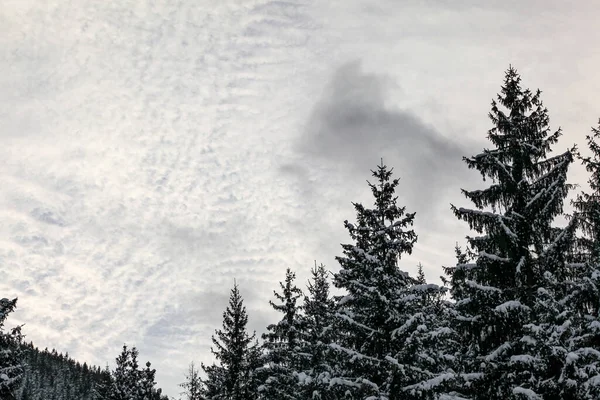 Nadelbäume Mit Schnee Bedeckt Kleine Wolken Himmel Platz Für Text — Stockfoto