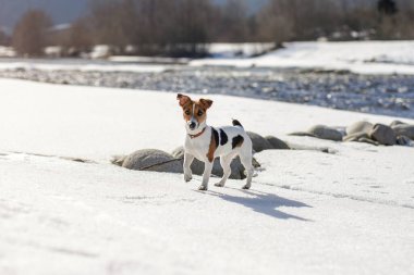 Küçük Jack Russell teriyeri güneşli bir günde karla kaplı nehirde dikiliyor. Bir bacağını kaldırıp kameraya bakıyor.