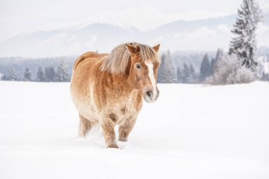 Açık kahverengi haflinger atı karla kaplı tarlalarda yürüyor, ağaçlar ve dağlar arka planda