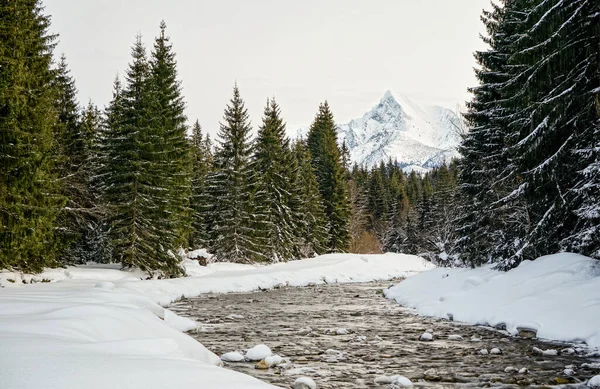 Χειμερινό Δάσος Ποταμού Χιόνι Και Δέντρα Και Στις Δύο Πλευρές — Φωτογραφία Αρχείου