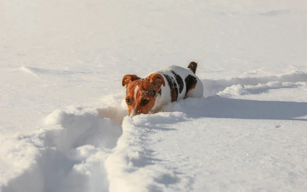 Small Jack Russell Terrier Wading Deep Snow Ice Her Nose — Stock Photo, Image