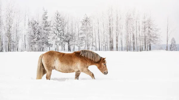 Hellbraunes Pferd Watet Winter Durch Schnee Auf Feld Verwischte Bäume — Stockfoto