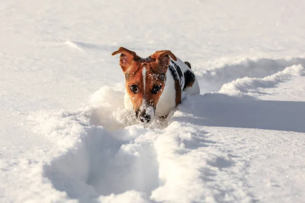 Small Jack Russell Terrier Wading Deep Snow Only Her Head — Stock Photo, Image