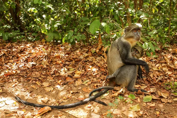 Macaco Sykes Cercopithecus Albogularis Mãe Bebê Sentados Chão Arbustos Verdes — Fotografia de Stock
