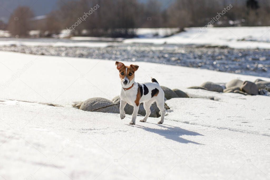 Small Jack Russell terrier standing on snow covered river during sunny day, curious one leg up, looking to camera