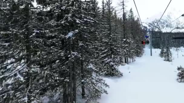 Utsikt Från Skidåkning Upp Träd Vänster Sida — Stockvideo