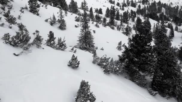 スキーチェアリフトからの眺めのような空中 小さな木で覆われた雪の山 — ストック動画