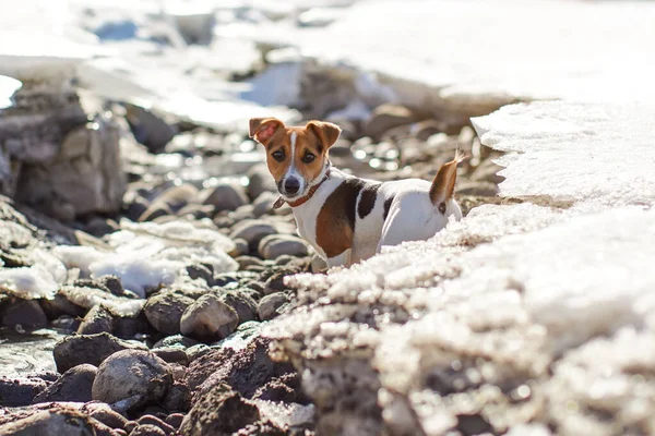 Small Jack Russell Terrier Plays River Snow Melts Sun — Stock Photo, Image